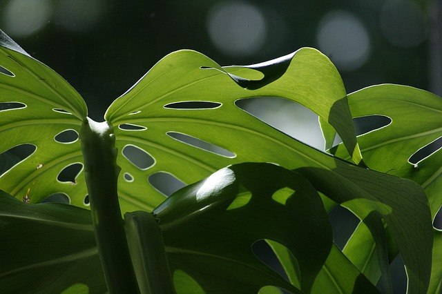 monstera list